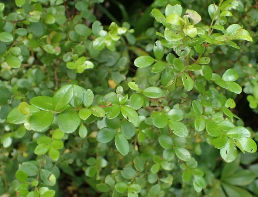 Myrsine Africana