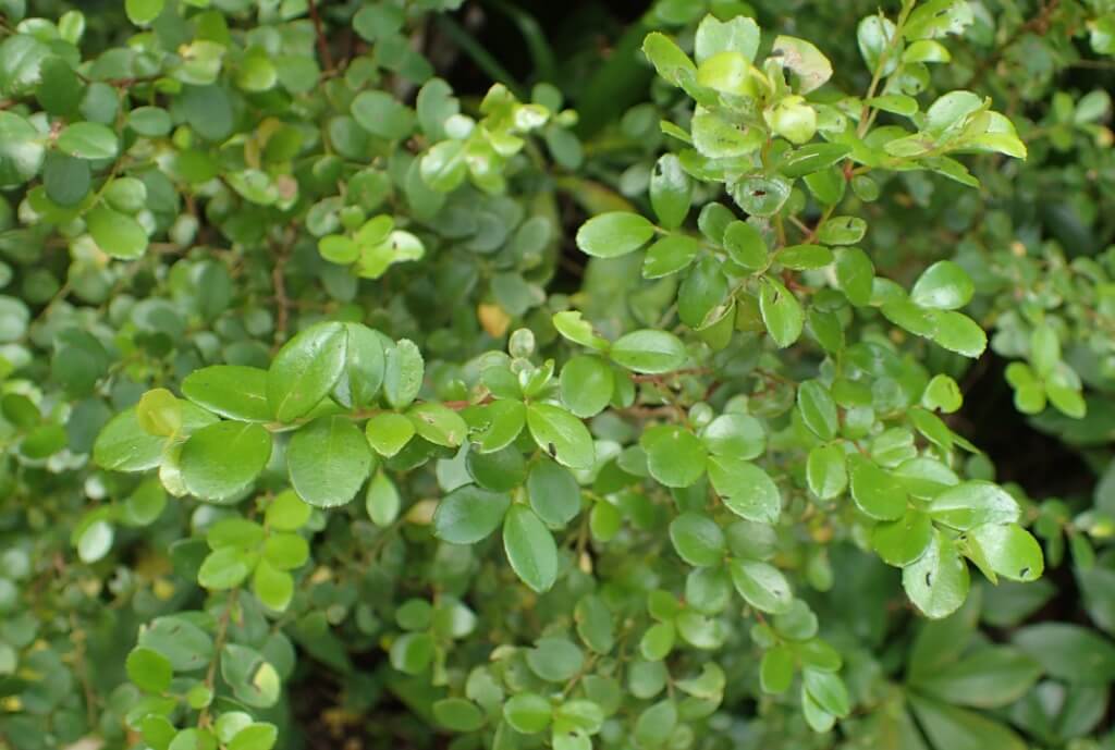 Myrsine Africana