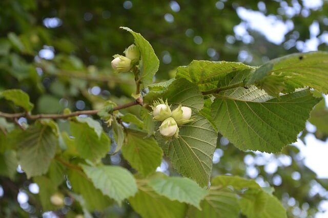 Noisetier - Corylus Avellan