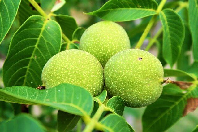 Noyer - Juglans Regia