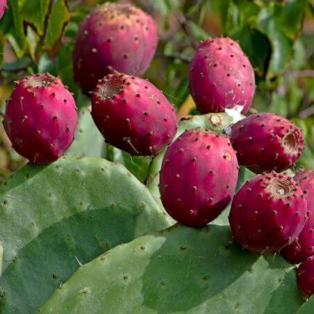 Opuntia