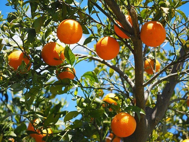 Agrumes