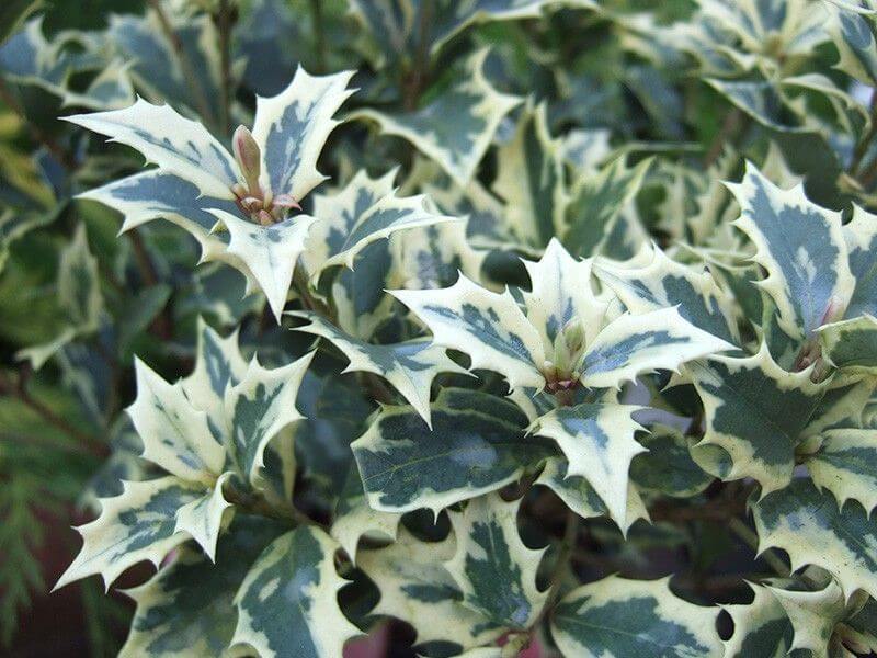 Osmanthus