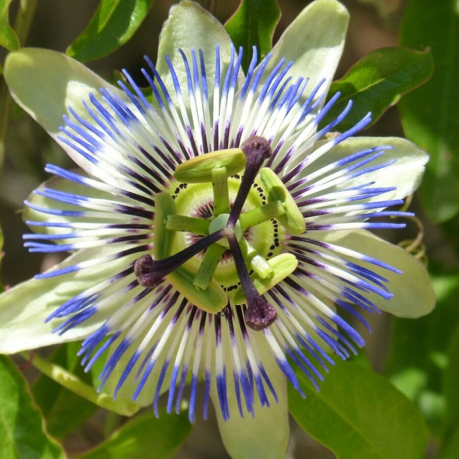 Passiflore - Fleur de Passion