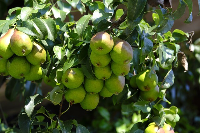 Fruitiers Variés – Image 3
