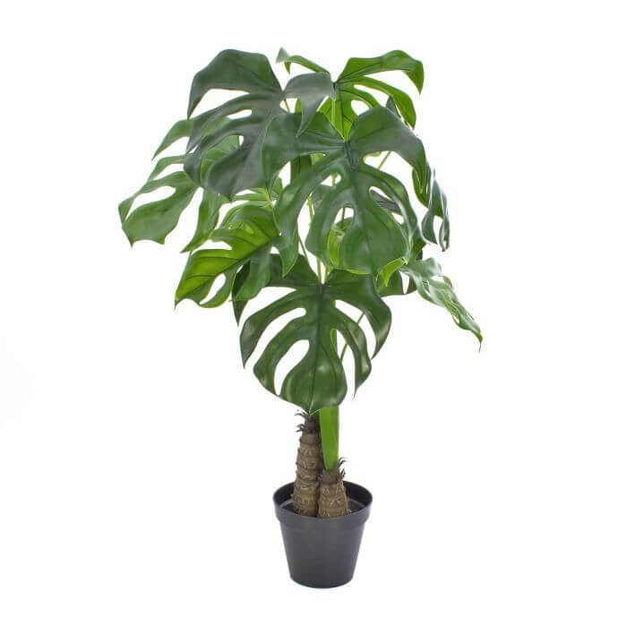 Philodendron Monstera