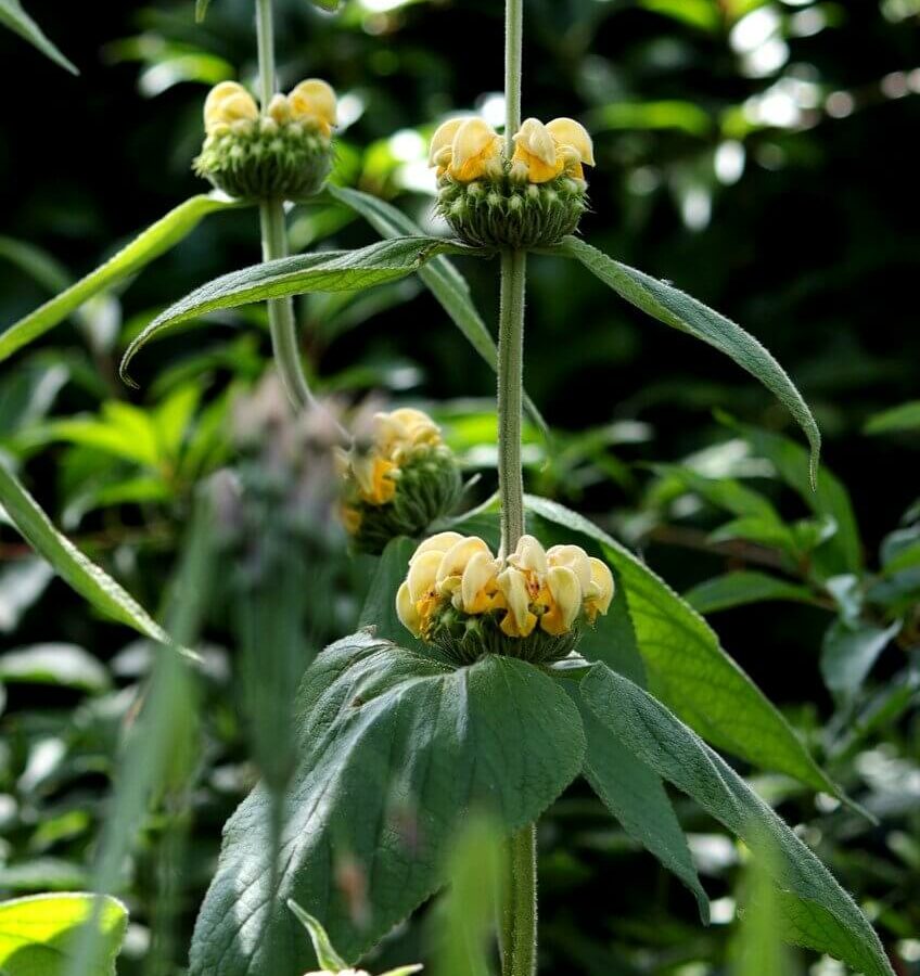 Phlomis