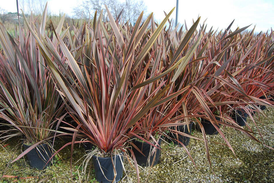 Phormium - Lin de Nouvelle-Zélande – Image 4