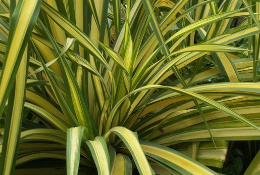 Phormium - Lin de Nouvelle-Zélande