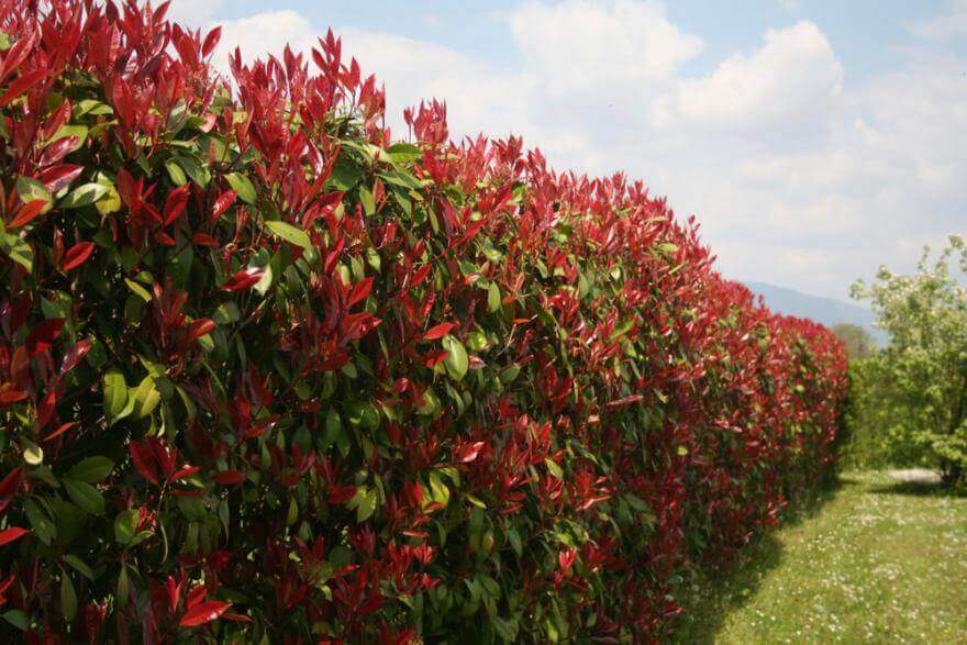 Photinia
