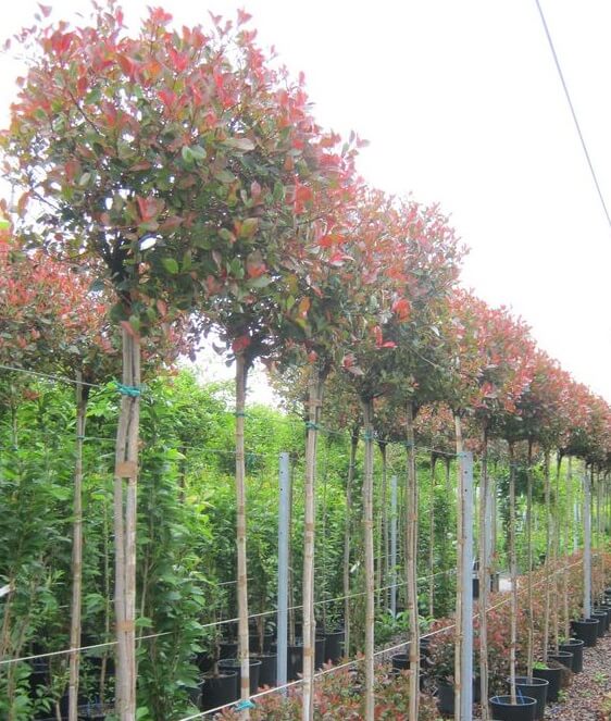 Photinia Tige