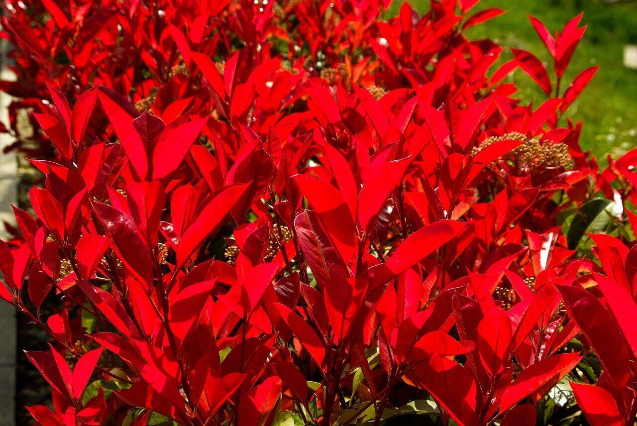 Photinia – Image 2