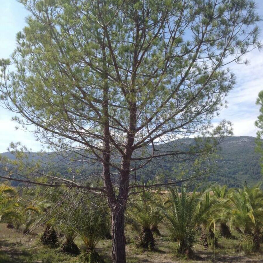 Pin Parasol - Pinus Pinea