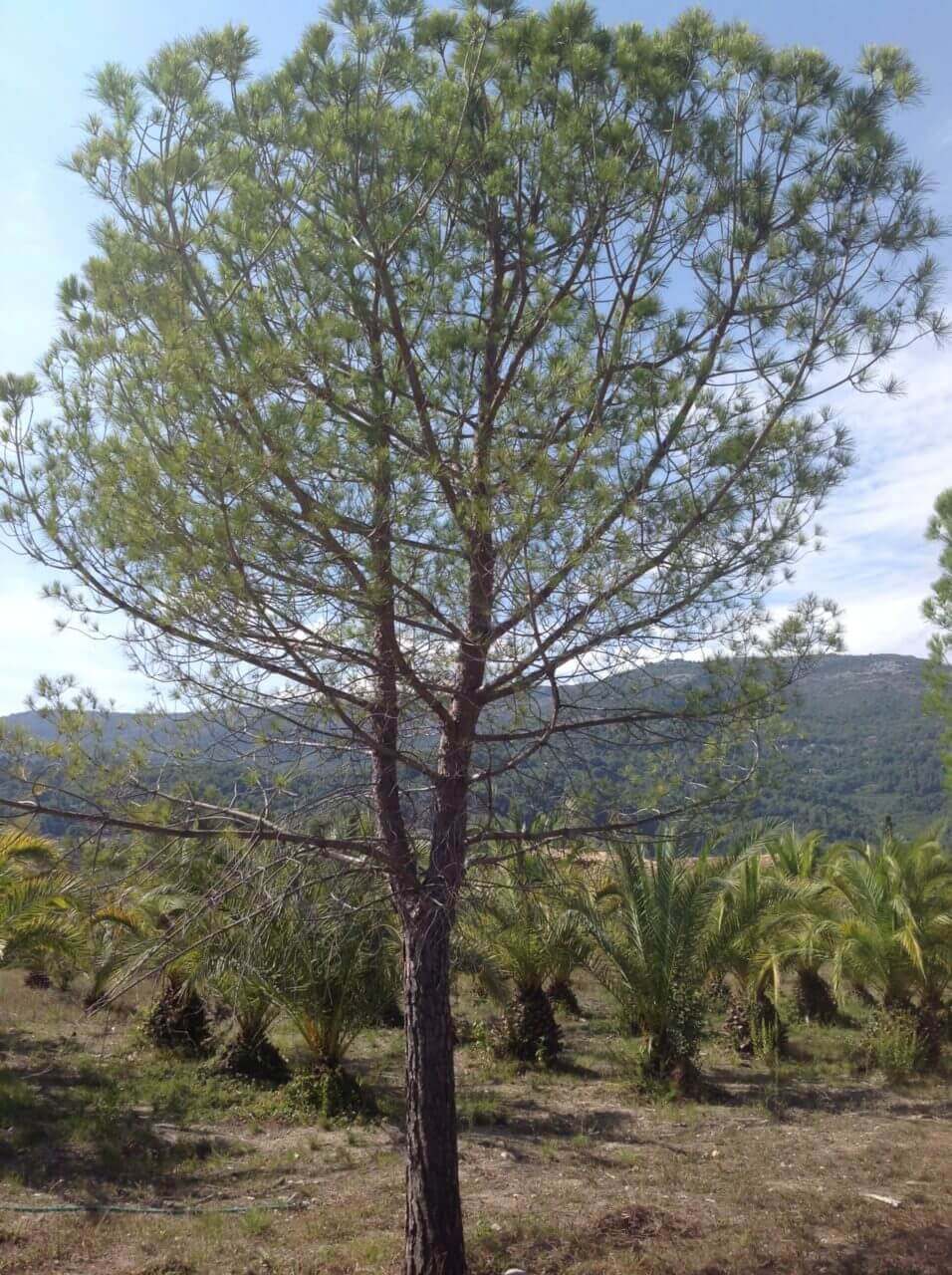 Pin Parasol - Pinus Pinea
