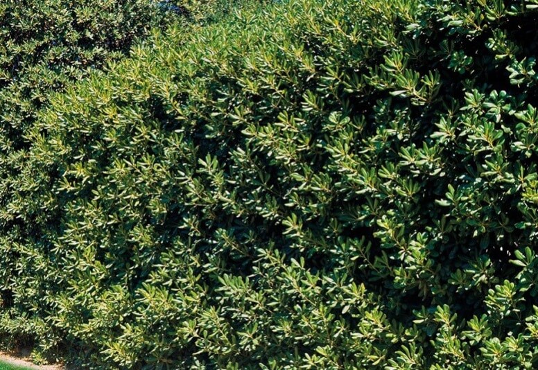 Pittosporum