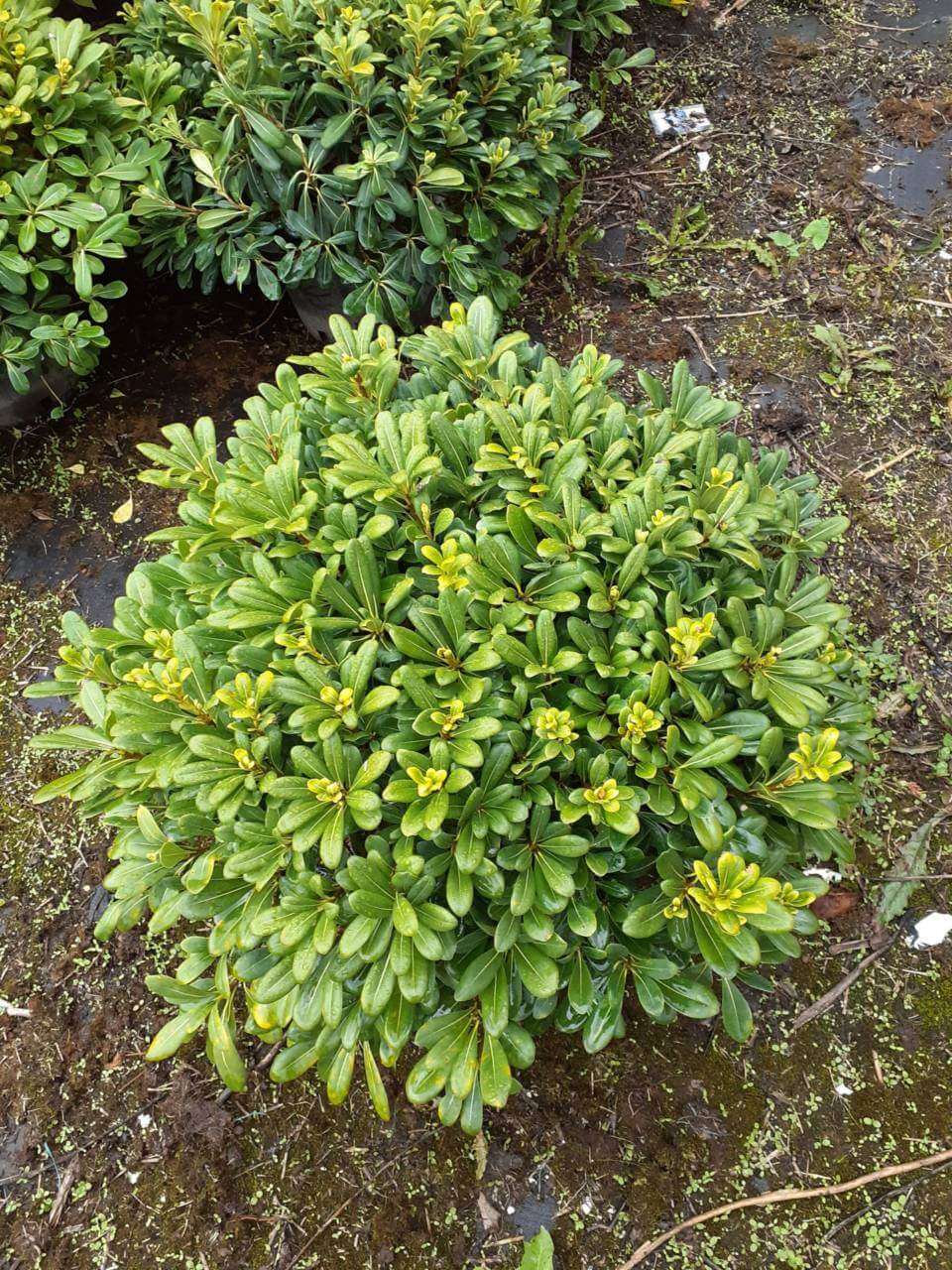 Pittosporum Tobira Nana