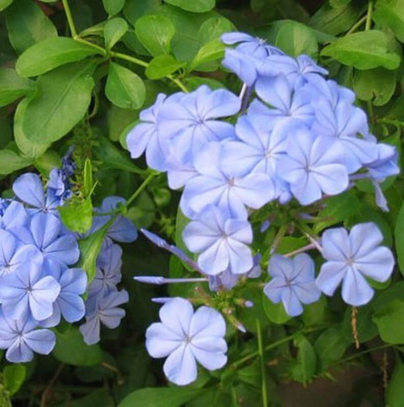 Plumbago Capensis - Plumbago du Cap