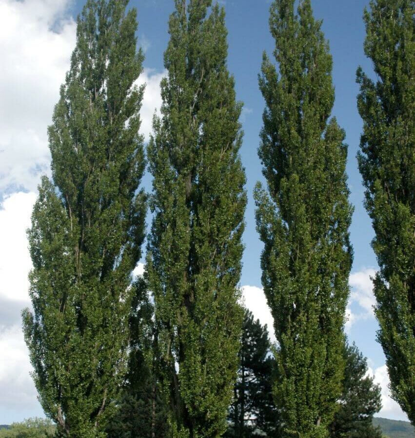 Populus Nigra Italica