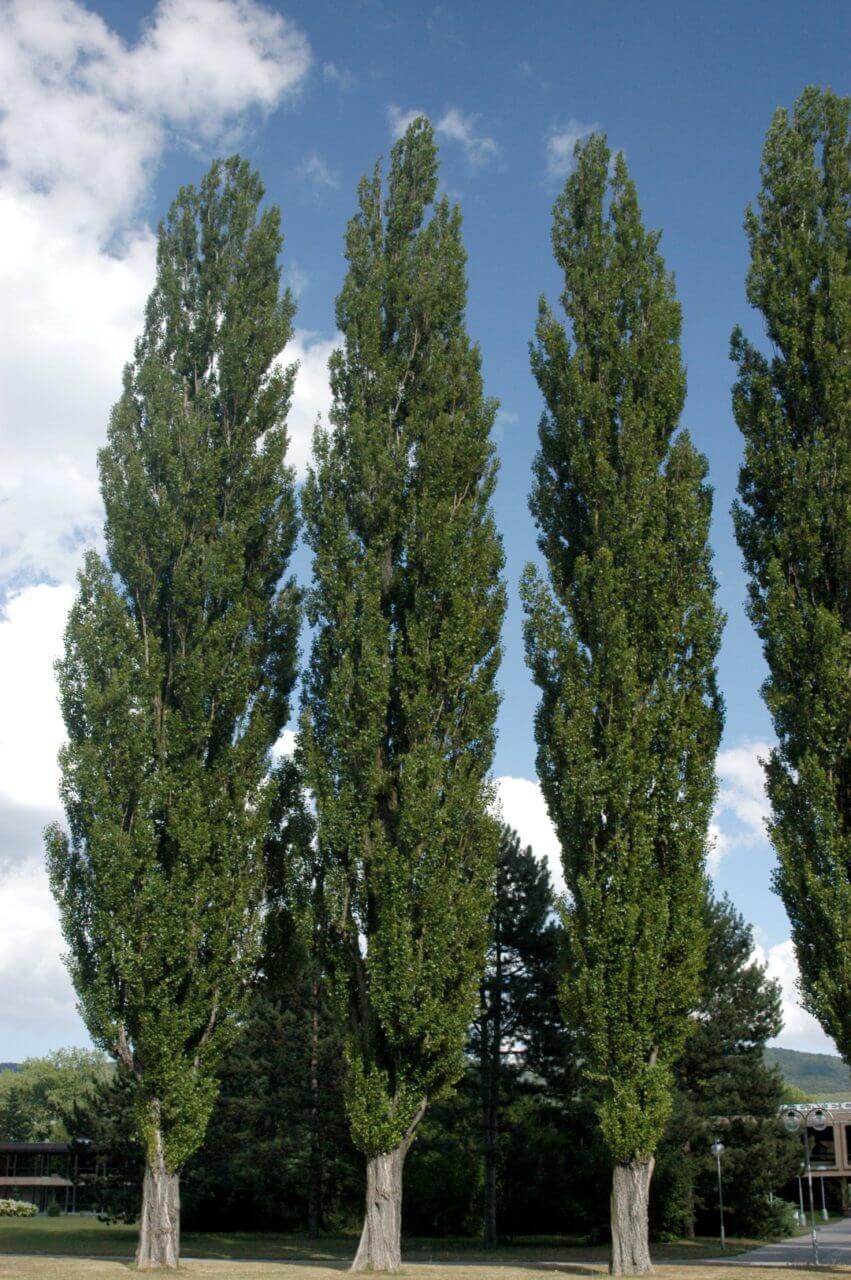 Populus Nigra Italica