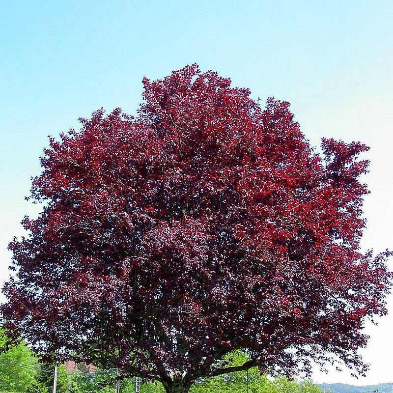 Prunus Pissardi - Myrobolan
