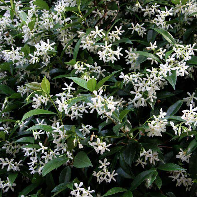 Jasmin étoilé - Rhyncospermum