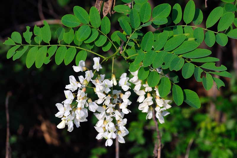 Robinia - Acacia