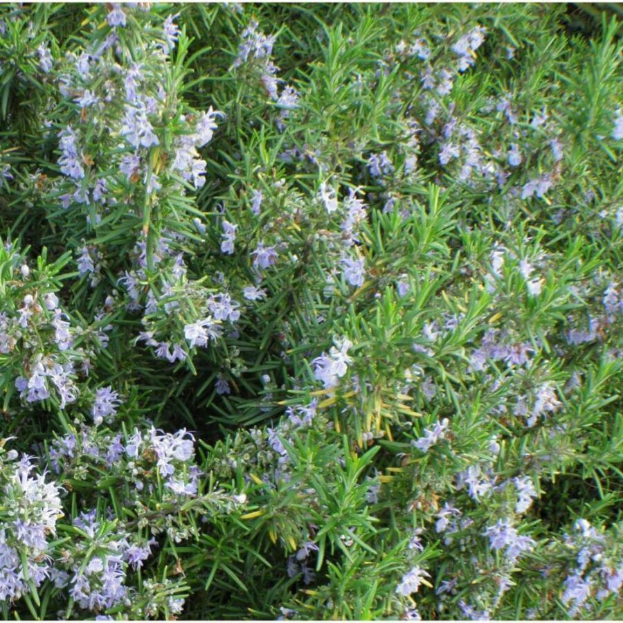 Rosmarinus Officinalis - Romarin