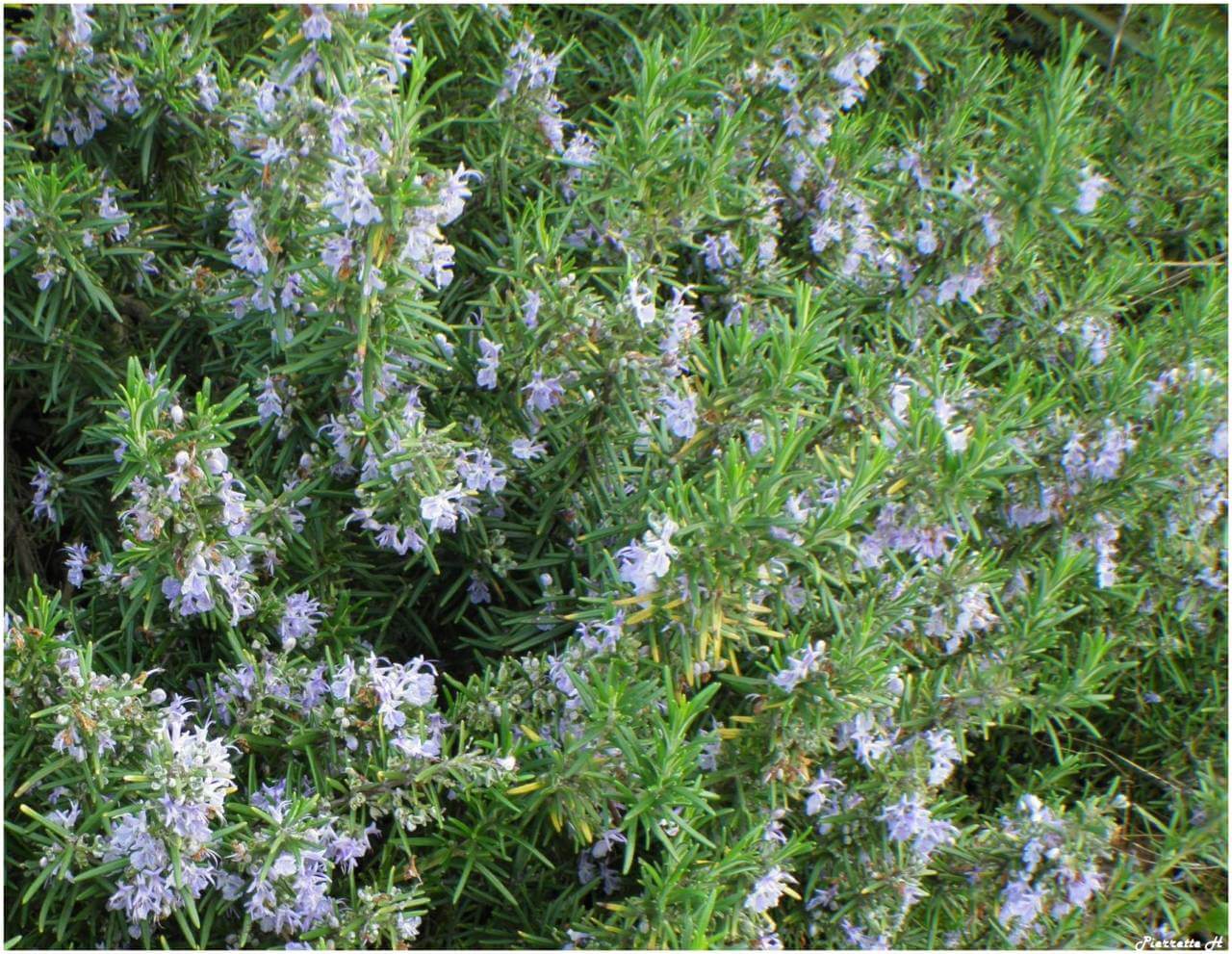 Rosmarinus Officinalis - Romarin
