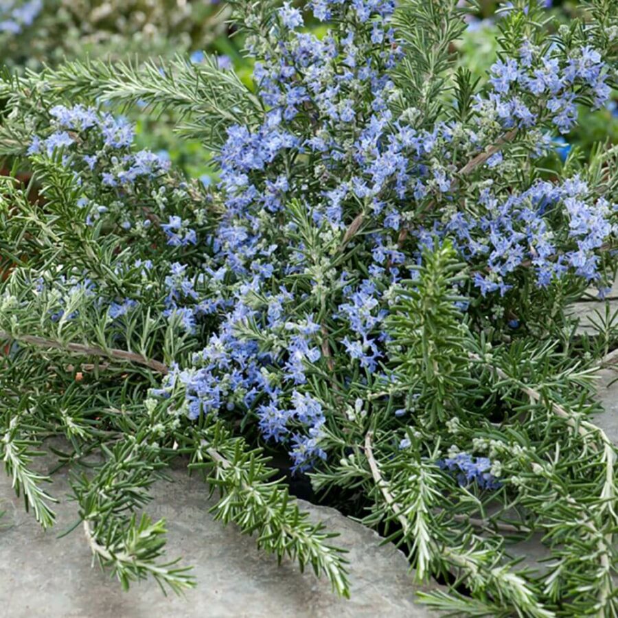Rosmarinus Prostratus Repens- Romarin Rampant