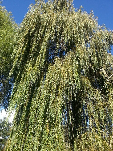 Saule Pleureur - Salix