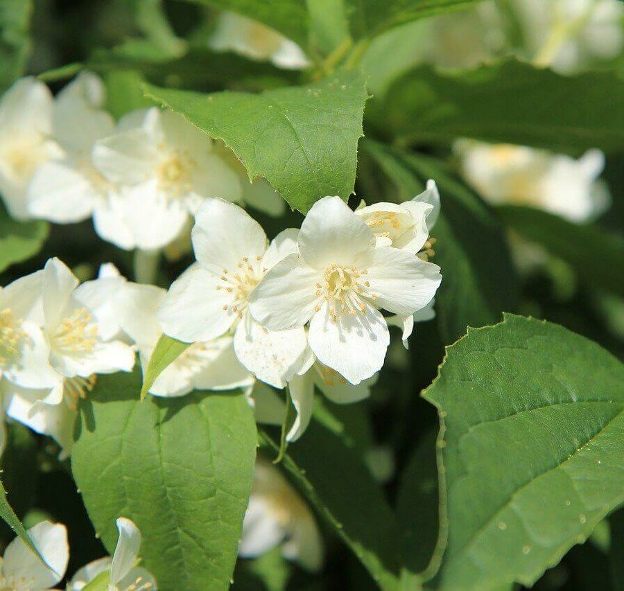 Philadelphus - Seringat