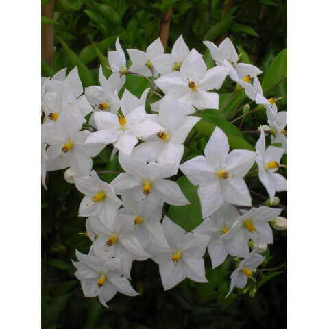 Solanum Jasminoides
