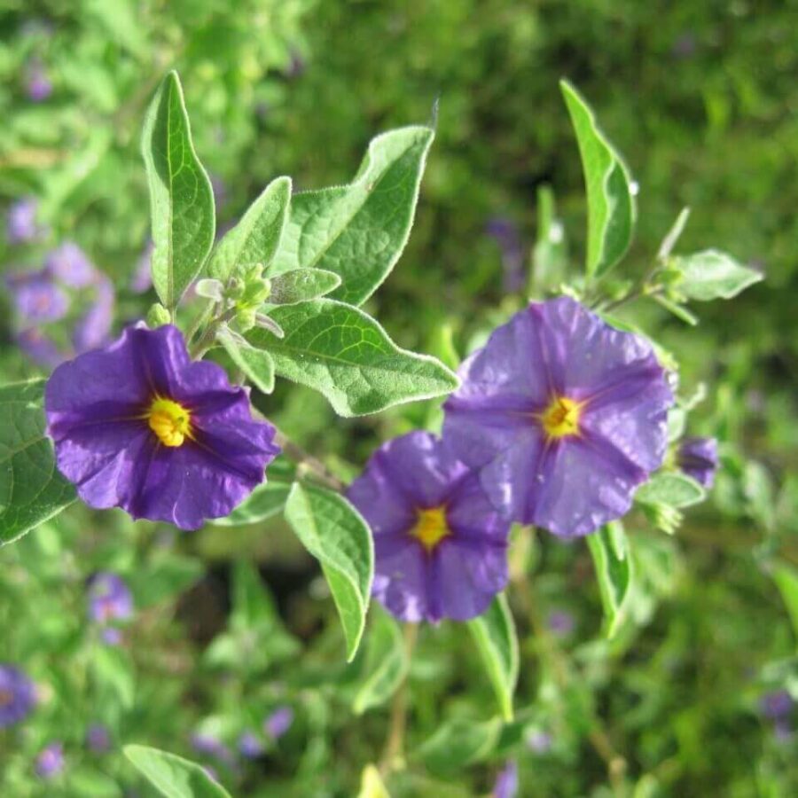 Solanum Rantonnetii