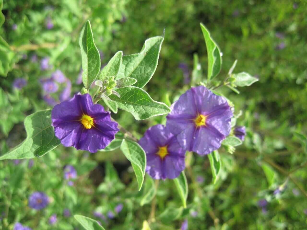 Solanum Rantonnetii