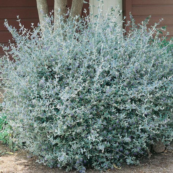 Teucrium Fruticans
