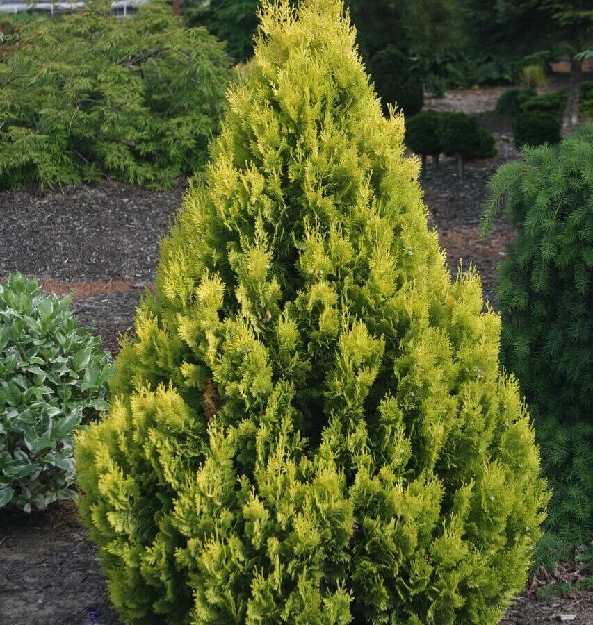 Tuya Occidentalis Doré - Thuja