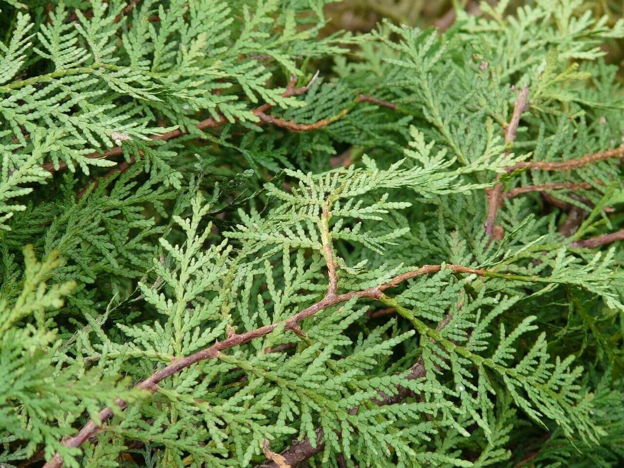 Tuya Occidentalis Emeraude - Thuja – Image 2