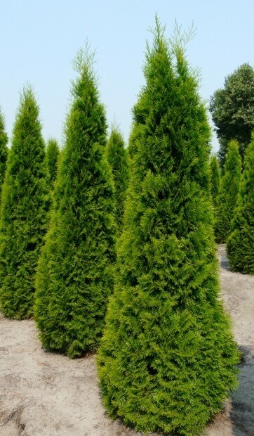 Tuya Occidentalis Emeraude - Thuja