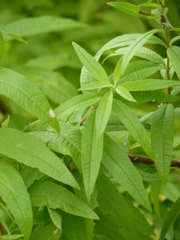 Verveine Citronnelle