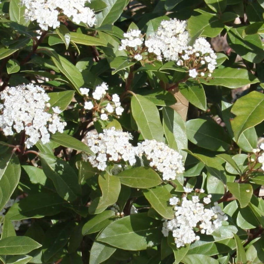 Viburnum Tinus - Laurier Tin