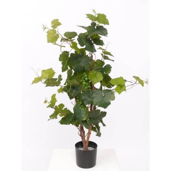 Vigne de table - Vitis Vinifera – Image 2