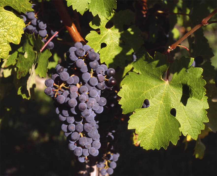 Vigne de table - Vitis Vinifera – Image 3