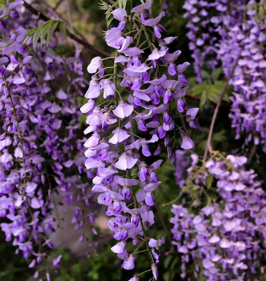 Glycine - Wisteria