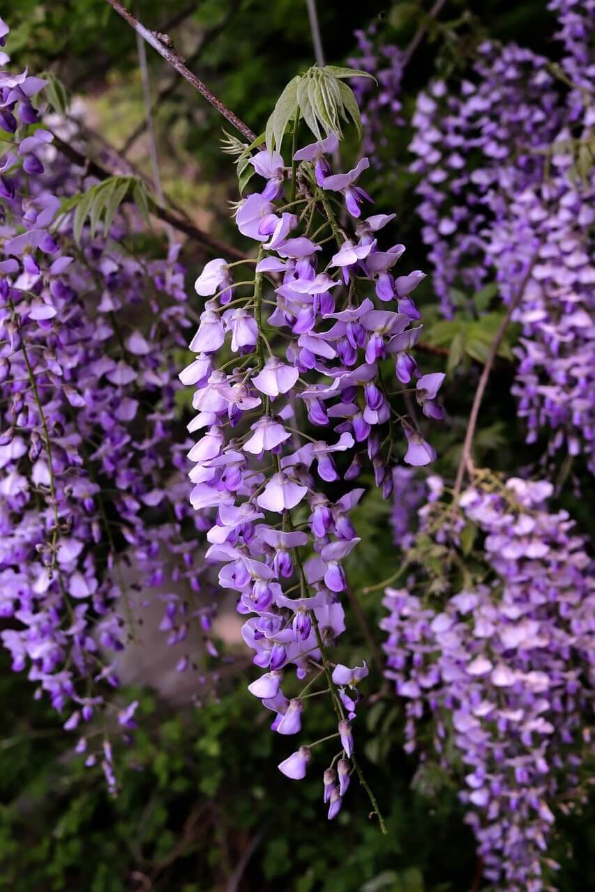 Glycine - Wisteria