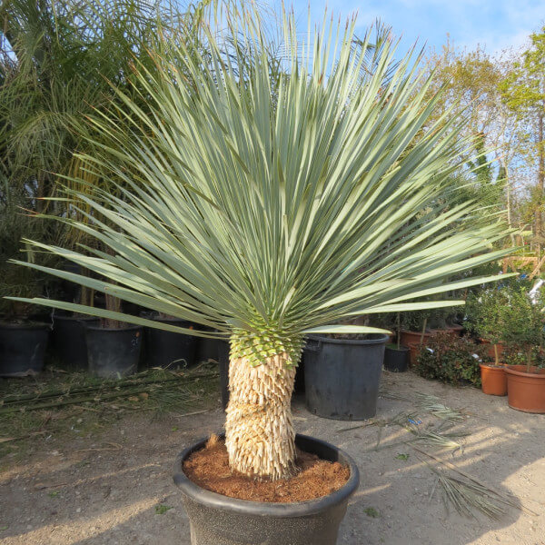 Yucca Rostrata