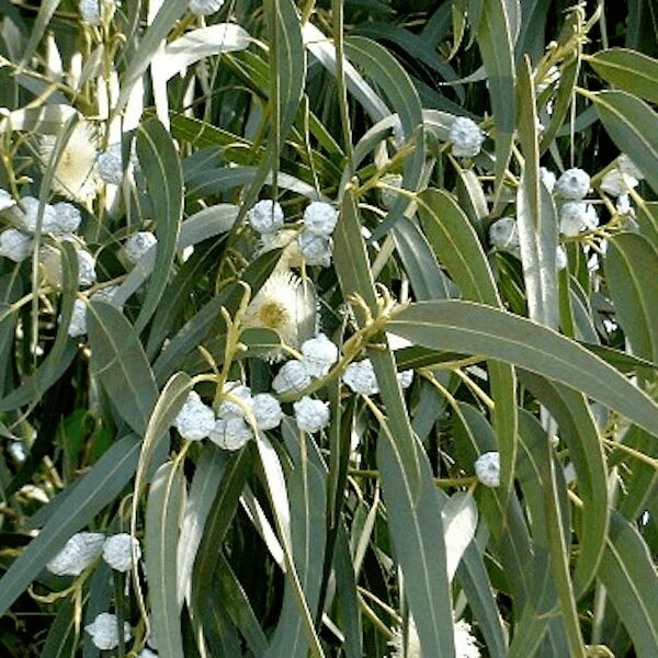 Eucalyptus