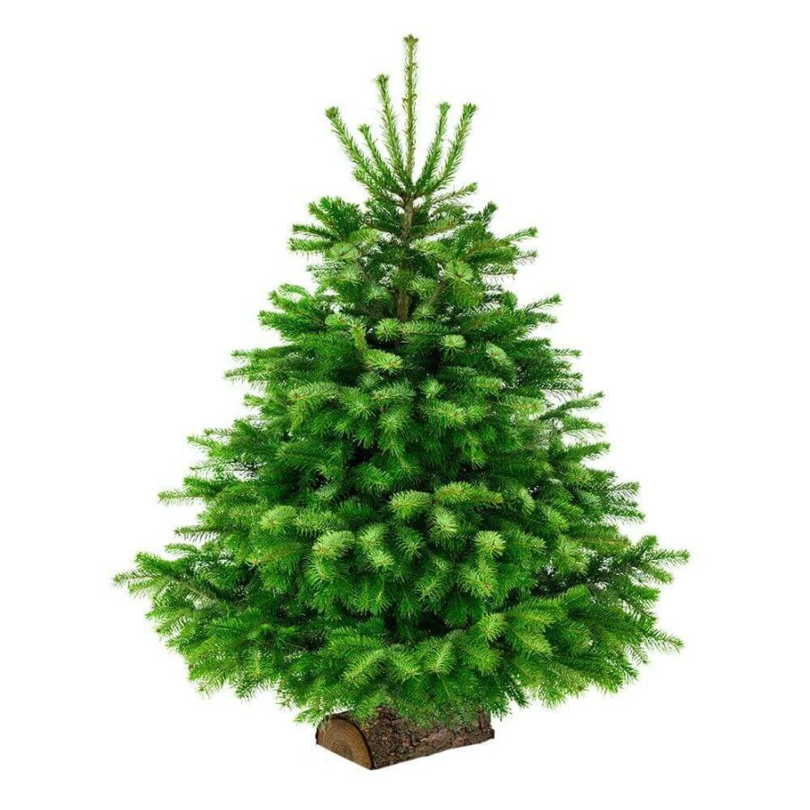 Sapin Nordmann sur Bûche