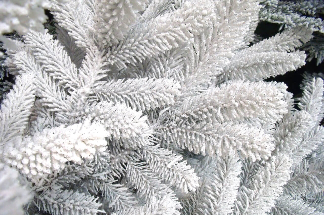 Branche de Sapin Floqué Blanc