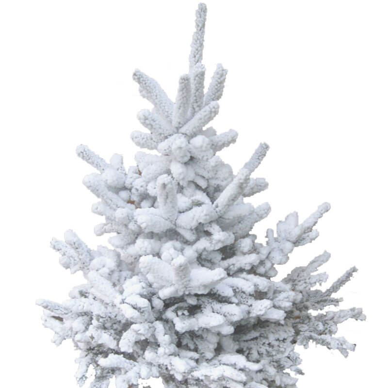 Sapin Nordmann Floqué Blanc