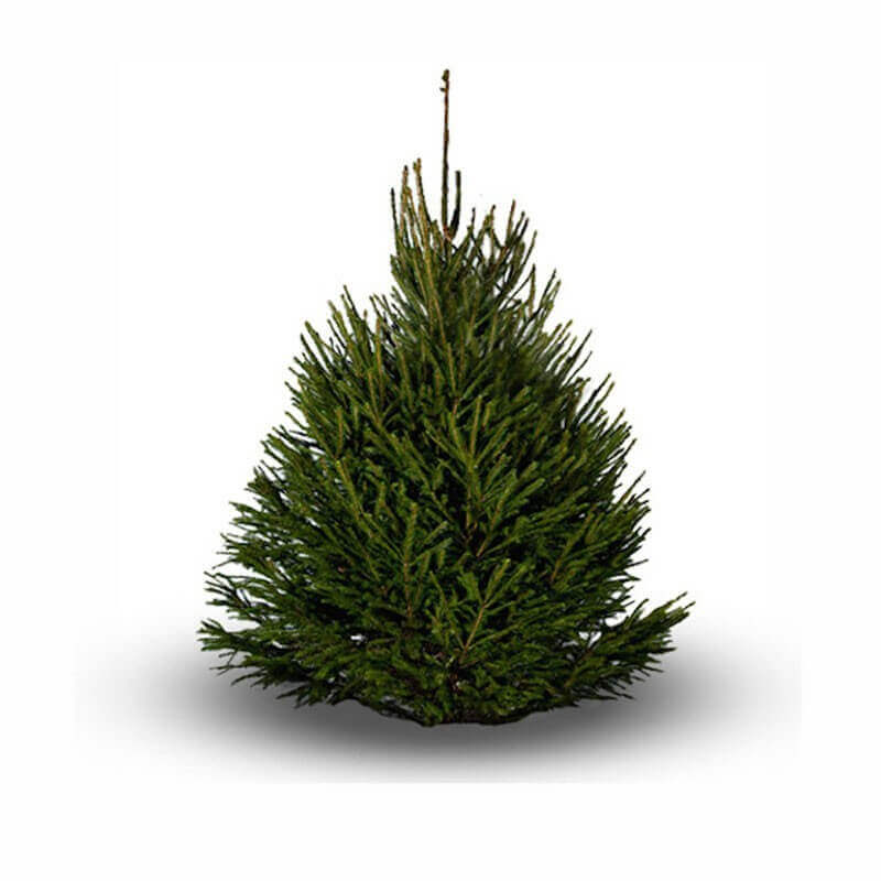 Sapin Epicéa sur Bûche